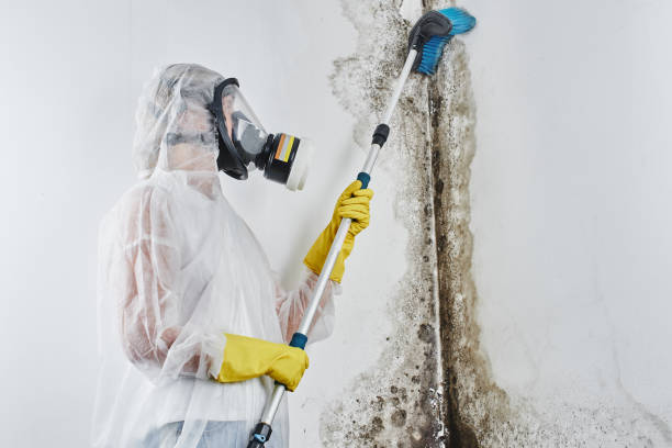 Best Toxic Mold Removal  in Glouster, OH