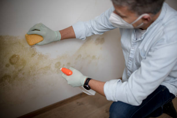 Best Office Mold Removal Services  in Glouster, OH