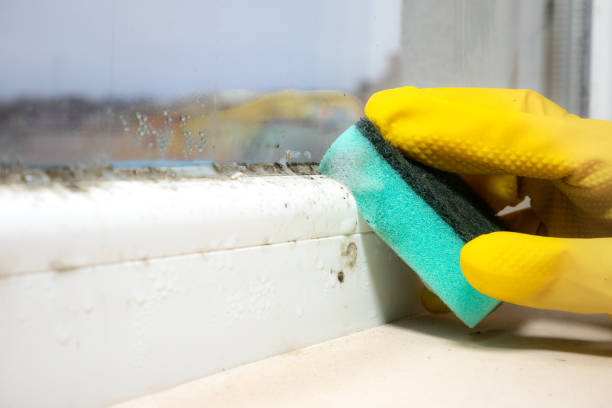 Best Certified Mold Removal  in Glouster, OH