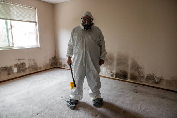 Attic Mold Removal in Glouster, OH