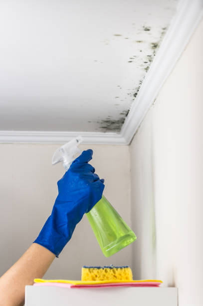 Certified Mold Removal in Glouster, OH